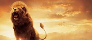 Lion rugit2