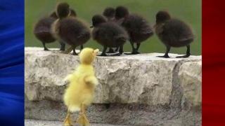 canards2