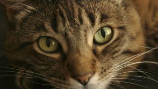 chat4