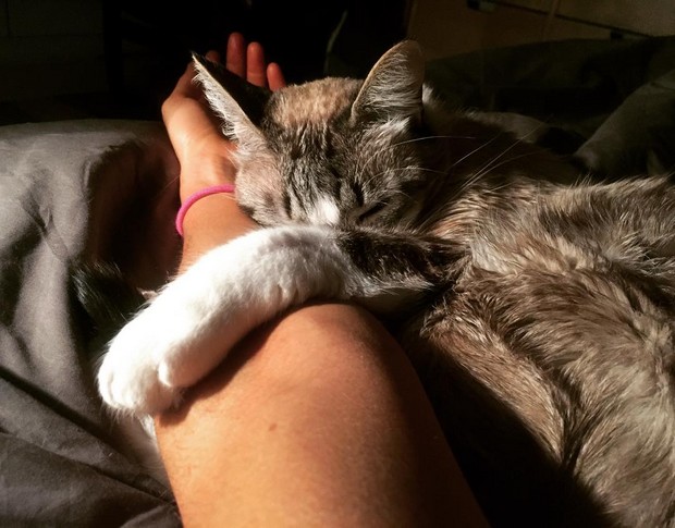 Leo Margets La Passion Et L Amour Des Chats Leo Margets La Passion Et L Amour Des Chats