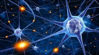 Neurones et connexions neuronales