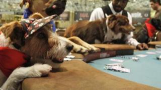 Shaun Harris and Dogs