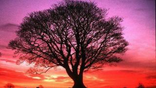arbre