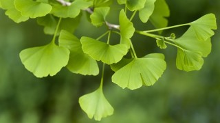 ginkgo biloba