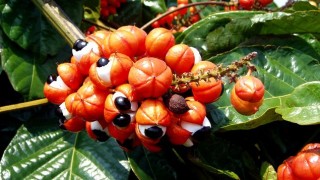 guarana