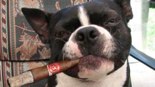 chien fumeur